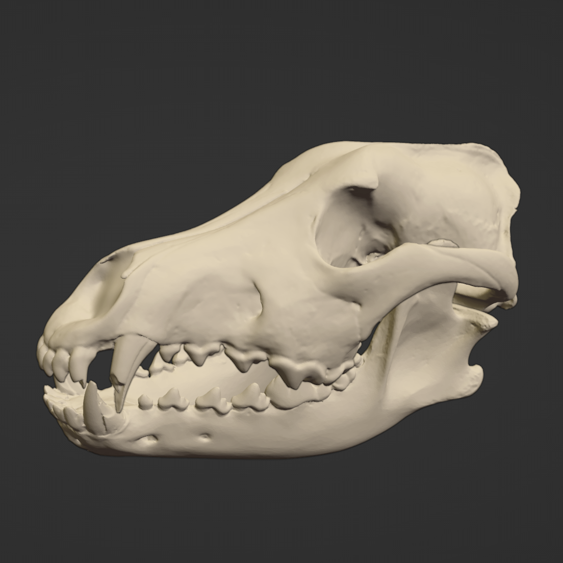 3D render of a wolf skull.