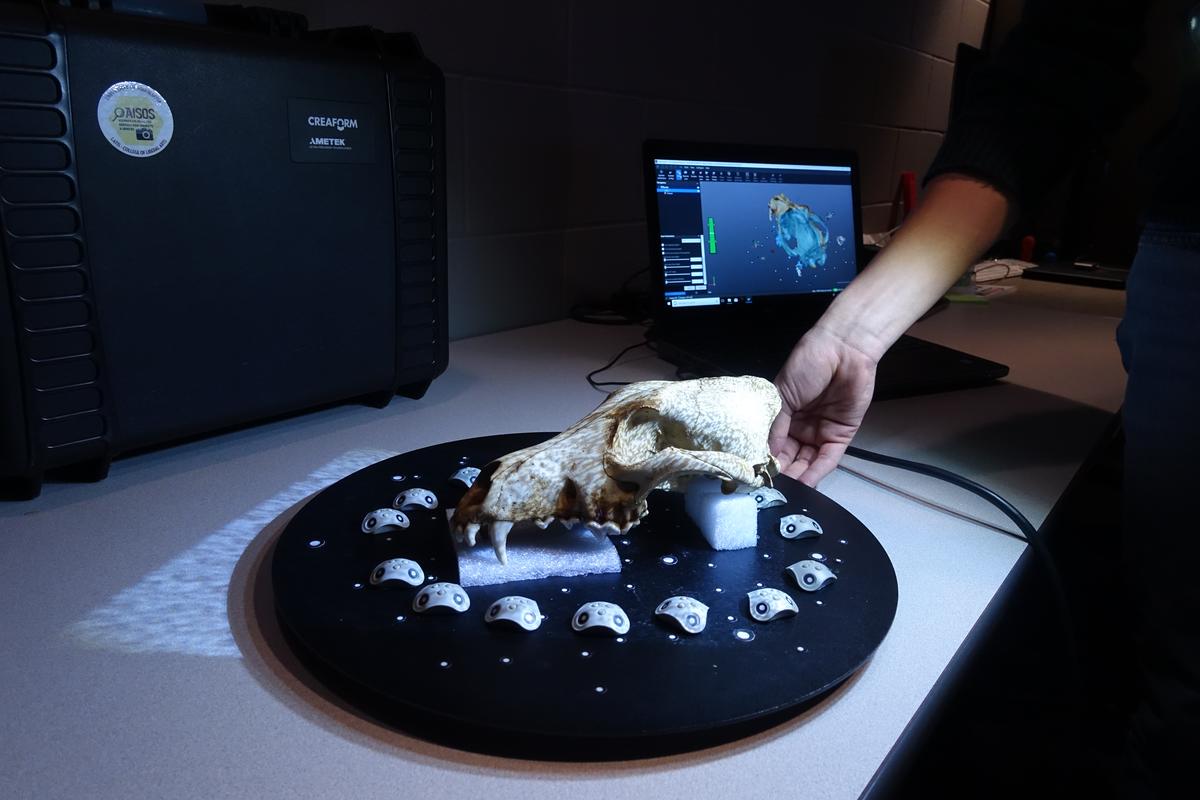 A wolf skull being 3D scanned using a Creaform structured light device.