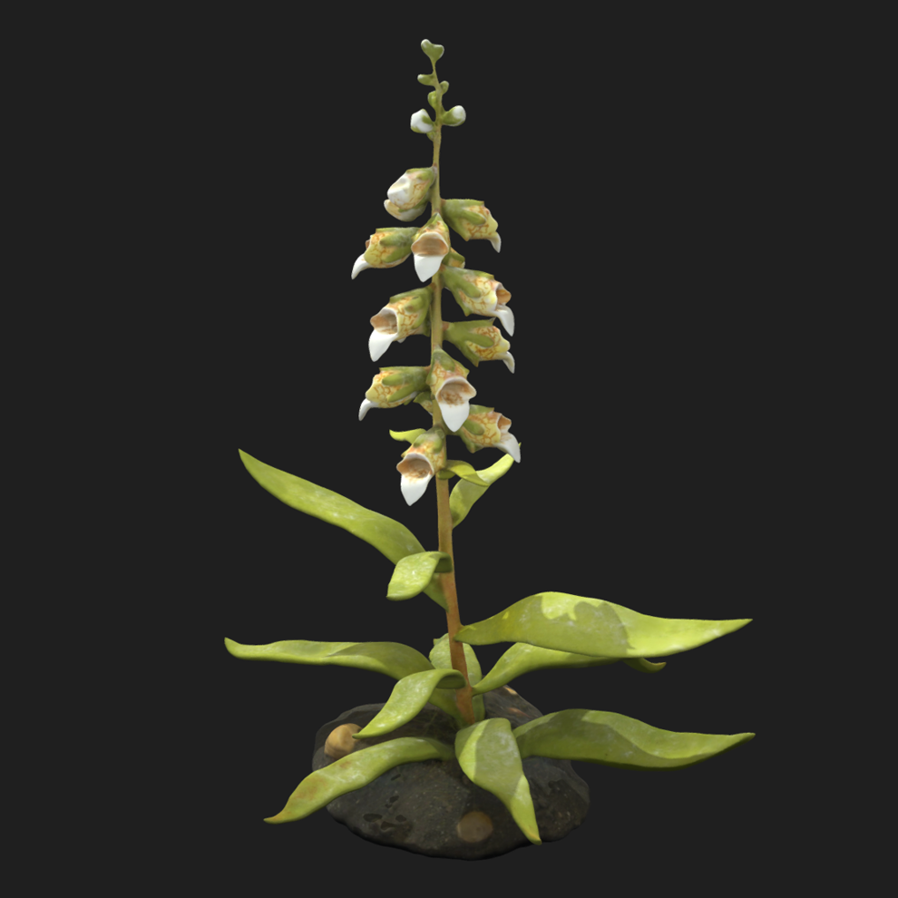 3D scan of a replica plant with leaves and flowers.