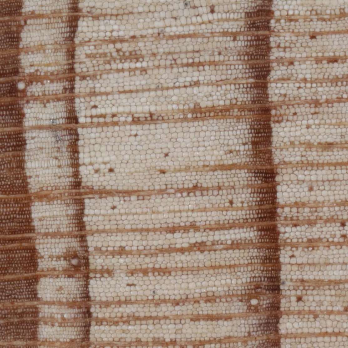 Magnified image of tree rings showing individual cells.